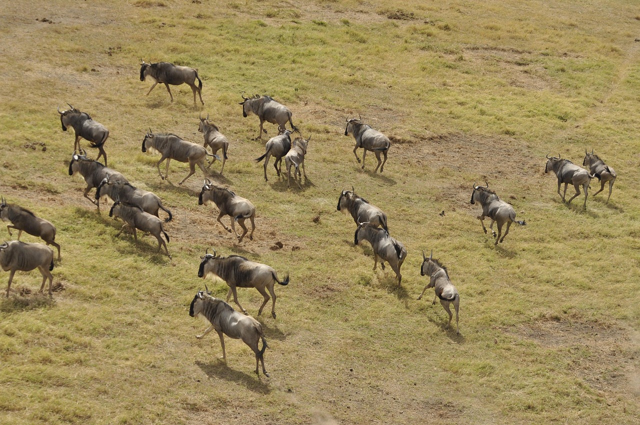 Serengeti Migration Safari 5 Days